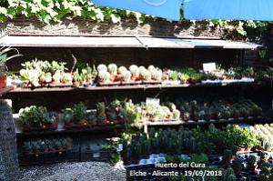 19 ELCHE HUERTO DEL CURA (23)